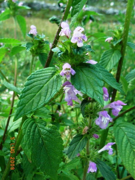 Galeopsis tetrahit / Canapetta comune